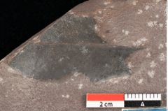 Foto (Detailsansicht) von Quercus palaeoilex Ettingshausen (NHMW-GEO-2024-0188-0775)